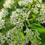 Viburnum lantana Цвят