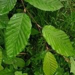 Carpinus betulusList