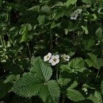 Fragaria moschata Květ