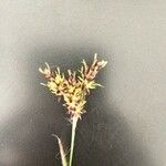 Luzula spicata Flower