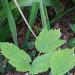 Actaea pachypoda Jani