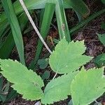 Actaea pachypoda Hoja