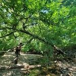 Quercus imbricaria Celota