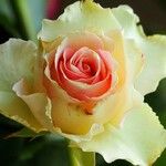 Rosa lucieaeFlors