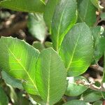 Rhus integrifolia 葉