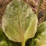 Plantago cordata Folio