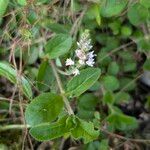 Veronica officinalis Hábito