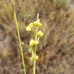 Scheuchzeria palustris Gyümölcs