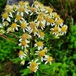 Doellingeria umbellata Blomma