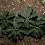 Passiflora cirrhiflora Leaf