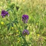 Medicago sativaFlower