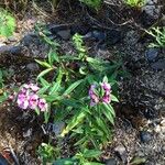 Angelonia biflora Corteza