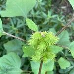 Xanthium strumarium果実