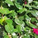 Mandevilla sanderi 葉