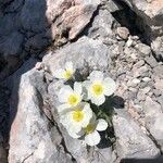 Ranunculus glacialis Flower