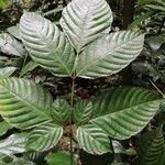 Leea guineensis पत्ता