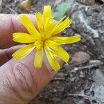 Hieracium glaucinumFlor