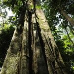 Gilletiodendron kisantuense Bark