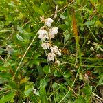 Pyrola rotundifolia Çiçek