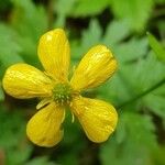 Ranunculus repensVirág