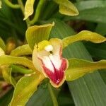 Cymbidium lowianum Květ