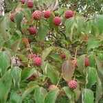 Cornus kousa Habit