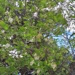 Robinia pseudoacacia Hábito