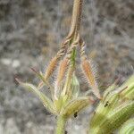 Erodium ciconium ᱡᱚ