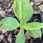 Mimulus cardinalis Hoja