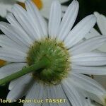 Leucanthemum pallens Flor