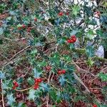 Ilex aquifolium Fruchs