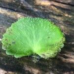 Saxifraga hirsuta Hoja