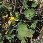 Brassica fruticulosa Hoja