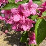 Weigela hortensisVirág