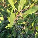 Photinia arbutifolia Leaf