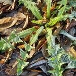 Urospermum picroides Leaf