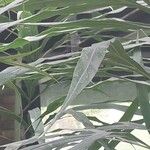 Cycas × multifrondis Hoja