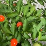 Solanum pseudocapsicum برگ