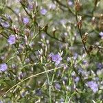 Limonium carolinianum Blomst