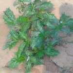 Solanum macrocarpon Leaf