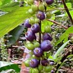 Gonzalagunia hirsuta फल