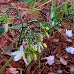 Dianella ensifolia Hàbitat