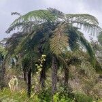 Cyathea arborea Hoja