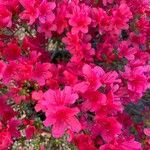 Rhododendron kiusianum Цветок