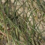 Zostera marina Folha