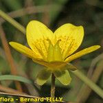 Saxifraga hirculus Flor