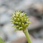 Adonis pyrenaica Frucht