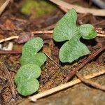 Acianthus tenuilabris Habit
