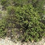 Cistus monspeliensis Costuma