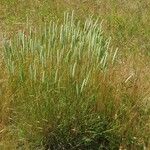 Phleum phleoides Otro